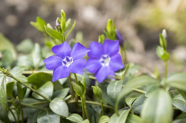 Vinca Minor Lesser Periwinkle Blomma Gemensamma Periwinkle Blom Prydnads Krypande — Stockfoto