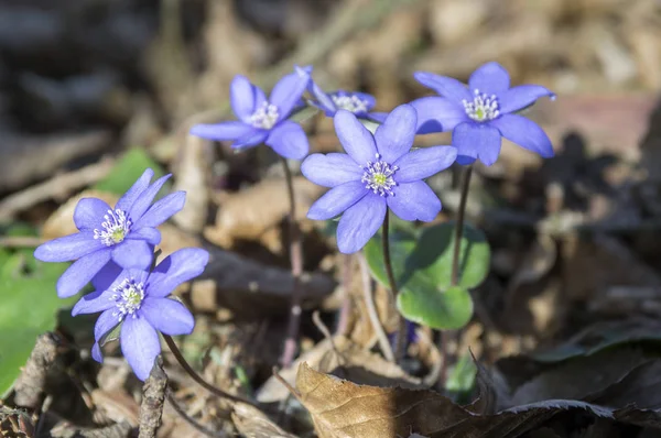 早春の野の花 咲いて肝ノビリス — ストック写真