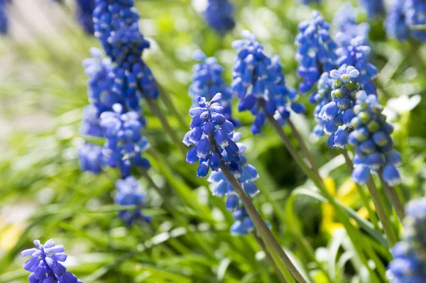 Muscari Armeniacum Blue Spring Bubous Flowers Bloom — Stock Photo, Image