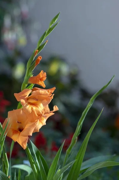 Gladiolus Hortulanus Flores Ornamentales Flor Planta Con Flores Color Naranja — Foto de Stock