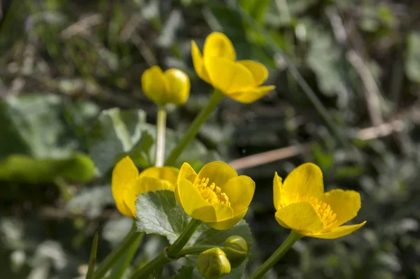Caltha Palustris Yellow Muddy Plant Flowers Bloom — Stock Photo, Image