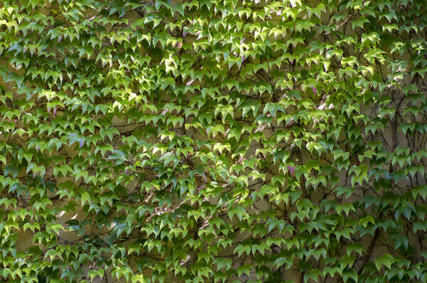 Early autumn background with Victoria creeper five-leaved ivy leaves creeping on white wall in sunlight, green colors