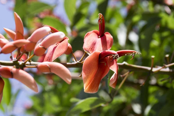 Erythrina Crista Galli Grupo Flores Rojas Ornamentales Flor Árbol — Foto de Stock