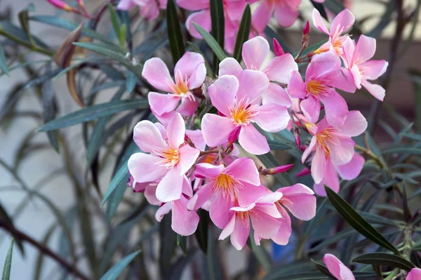 Nerium Oleander Rozkwicie Różowe Kwiaty — Zdjęcie stockowe