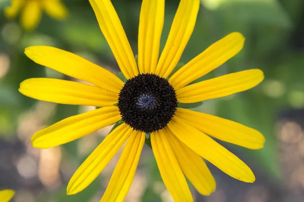 咲いて 庭でブラックアイドスーザン黒茶色センター ルドベッキア Hirta 黄色花 — ストック写真