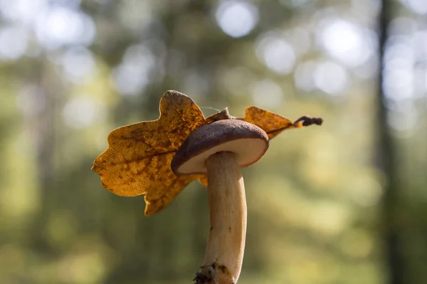 Boletus Badius Common Brown Edible Bay Bolete Poored Mushroom Forest — Stock Photo, Image