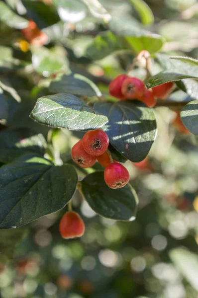 Cotoneaster Integerrimus Red Autumn Fruits Green Leaves Branches — Stock Photo, Image