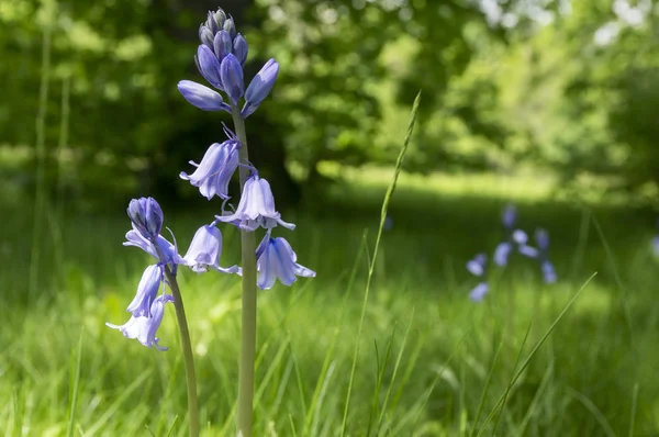 Scilla Hispanica Forma Campana Bulbosa Flor Primavera Tardía Flor — Foto de Stock