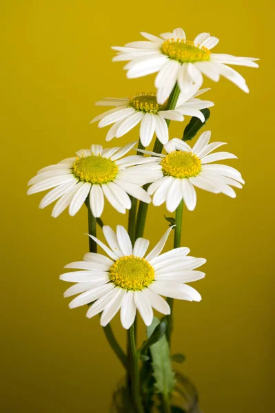 Leucanthemum 挥发油草地野生花与白色花瓣和黄色中心开花黄色背景 — 图库照片