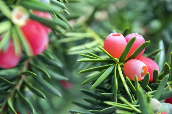 Taxus Baccata Teixo Europeu Arbusto Coníferas Com Frutos Vermelhos Venenosos — Fotografia de Stock