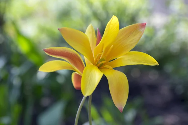 Tulipa Stellata Chrysantha Flor Floração Tulipas Senhora Dourada — Fotografia de Stock