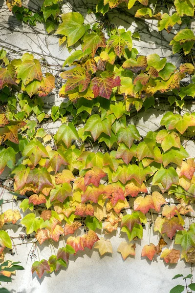 惊人的秋天背景与维多利亚爬行者五叶常春藤叶子匍匐在白色墙壁在阳光下的各种秋季颜色 — 图库照片