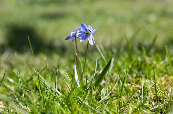 一株希拉西伯利亚 早春的蓝花盛开在草丛中 — 图库照片