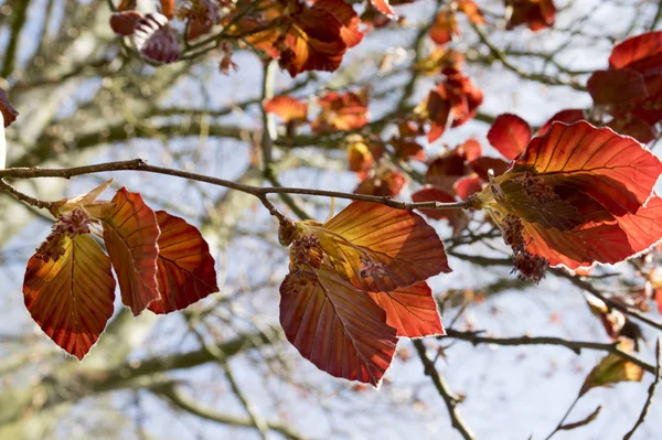 Бук Silvatika Purpurea Темно Красный Ранней Весной Листья — стоковое фото
