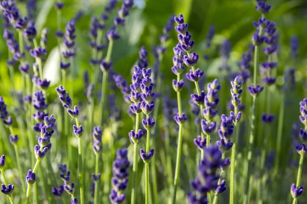 Lavandula Angustifolia Cacho Flores Flor — Fotografia de Stock