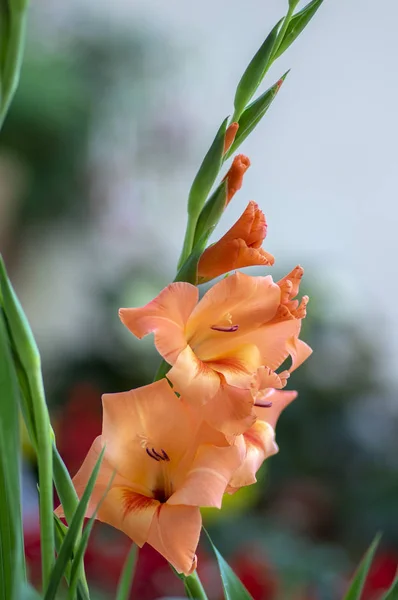 ブルーム 明るいオレンジ色の草花 緑の茎と芽はグラジオラス Hortulanus 装飾用花 — ストック写真