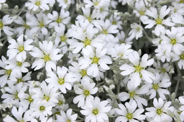 Snow Summer Cerastium Tomentosum Flor Flores Brancas Fundo — Fotografia de Stock