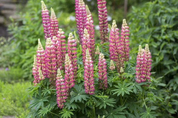 Planta Silvestre Medicinal Floreciente Lupinus Perennis Ramo Flores Blancas Color — Foto de Stock