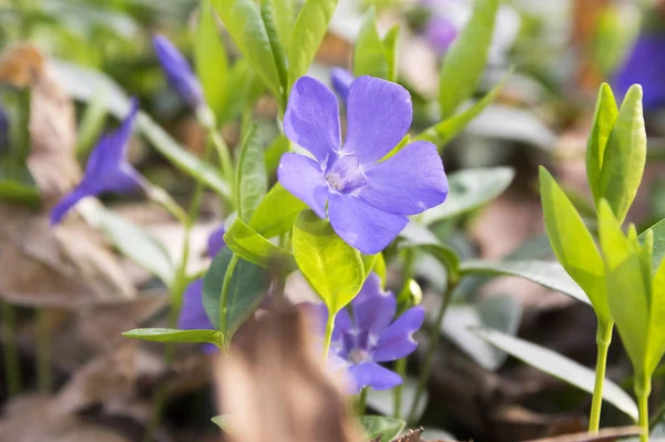 Vinca Menor Menor Flor Periwinkle Periwinkle Común Flor Flores Rastreras — Foto de Stock