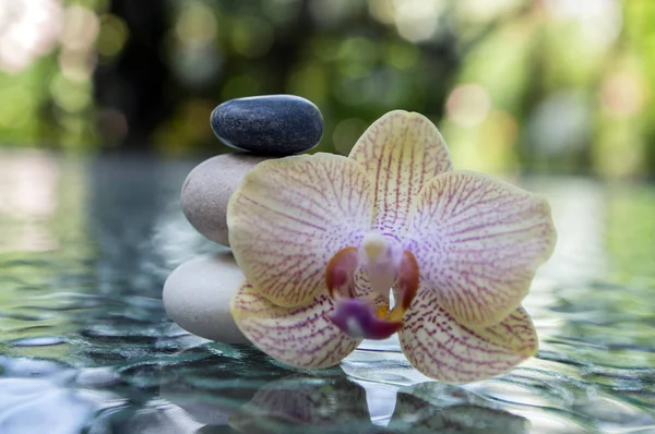 Harmony and balance, simple pebbles tower and pink flower in bloom in the grass, simplicity, five stones