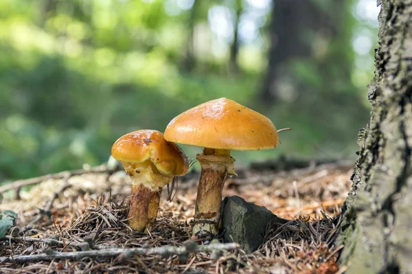 Two Suillus Grevillei Edible Forest Mushroom Orange Wet Looking Caps — Stock Photo, Image