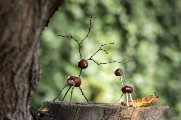 Animais Castanha Tronco Madeira Veados Veados Fêmea Feitos Castanhas Bolotas — Fotografia de Stock