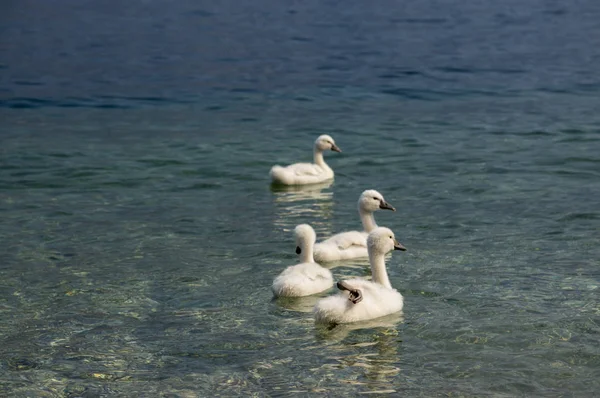 Děti Swan Lago Garda Lake Itálie Milan Rodinu — Stock fotografie