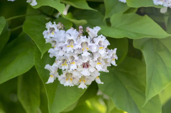 Catalpa Bignonioides Arbre Fleurs Ornementales Caduques Taille Moyenne Branches Avec — Photo