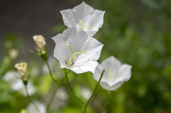 Campanula Carpatica Pequenas Flores Sino Branco Flor — Fotografia de Stock