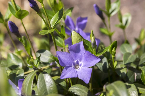 Vinca Minor Kleine Maagdenpalm Bloem Alikruik Bloom Kruipende Sierbloemen Toppen — Stockfoto