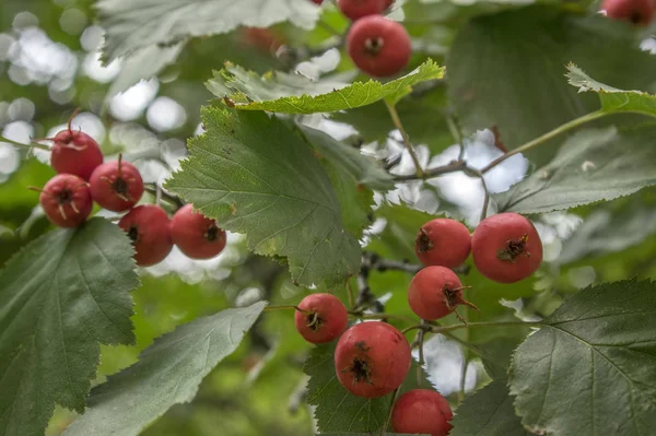 Crataegus Pinnatifida Espino Cerval Chino Con Frutos Rojos Maduros — Foto de Stock