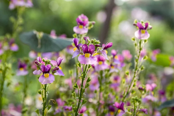 Nemesia Strumosa Fleurs Ornementales Fleurs Violet Violet Avec Centre Jaune — Photo