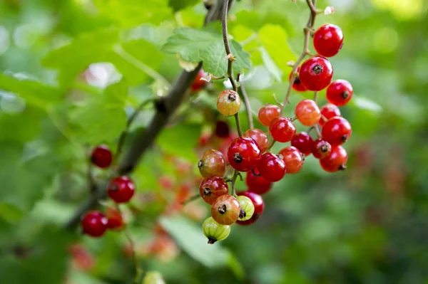 Frutas Groselha Vermelha Amadurecidas Ramo Quintal Bio Orgânico Saudável Livre — Fotografia de Stock