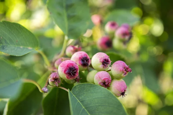 Amelanchier Ovalis Saboroso Amadurecendo Bagas Frutas — Fotografia de Stock