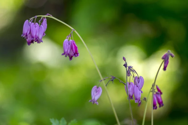 Dicentra Eximia Piękne Wiosenne Kwiaty Rozkwicie Ozdobnych Purple Kwitnienia Roślina — Zdjęcie stockowe
