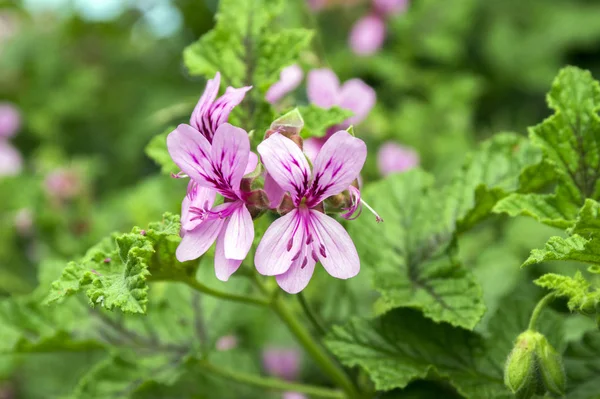 Pelargonium Graveolens Fiore Fiori Ornamentali — Foto Stock