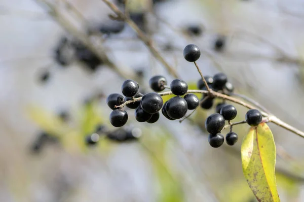 Ligustrum Vulgare Zralé Černé Plody Ovoce Keř Větve Listy — Stock fotografie