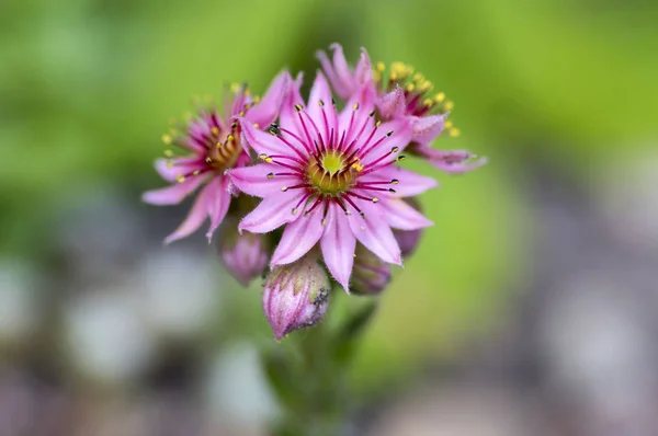 Sempervivum Arachnoideum Perennial Flowering Plant Bright Pink Bunch Flowers — Stock Photo, Image