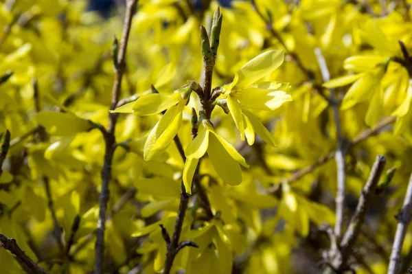 Arbusto Primavera Forsythia Flor — Foto de Stock
