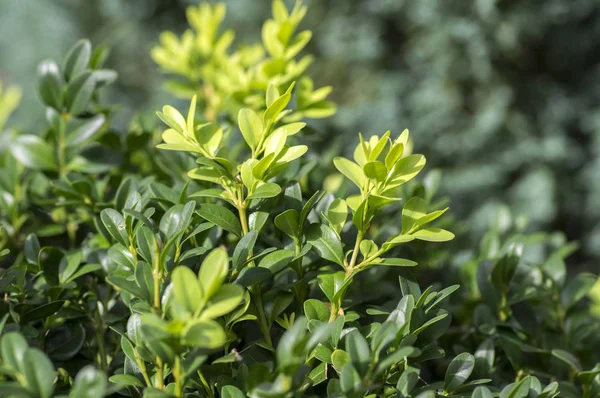 Yeşil buxus sempervirens çalılık, yapraklı dallar