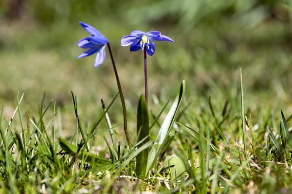 一株希拉西伯利亚 早春的蓝花盛开在草丛中 — 图库照片