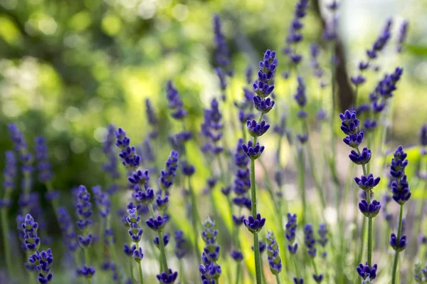 Lavandula Angustifolia Cacho Flores Flor — Fotografia de Stock