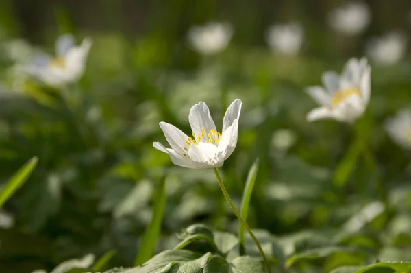 Anémone Nemorosa Fleurs Printemps Anémones Bois Fleurs — Photo