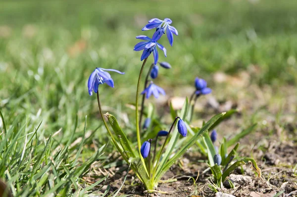 One plant Scilla siberica, early spring blue flowers in bloom in the grass