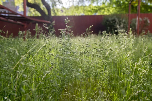 POA pratensis yeşil çayır Avrupa çimen, kırmızı çit