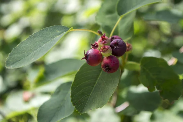 Amelanchier Ovalis Saboroso Amadurecendo Bagas Frutas — Fotografia de Stock