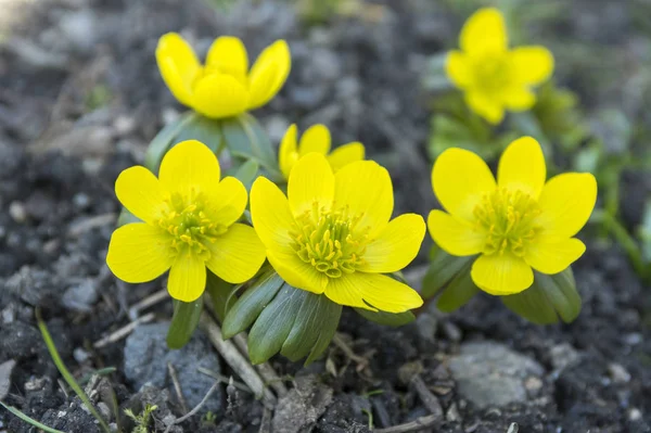 Detail Van Eranthis Hyemalis Vroege Lentebloemen Bloei Winter Monnikskap Groep — Stockfoto