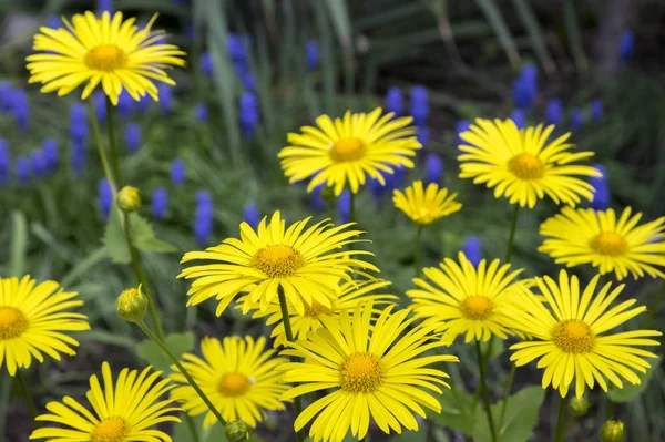 Grup Doronicum Orientale Sarı Çiçek Bahar Çiçek Bahçesinde — Stok fotoğraf