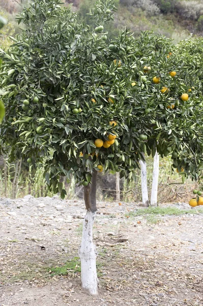 橙色果园 橙子挂在树上 白色树干 克里特岛 — 图库照片