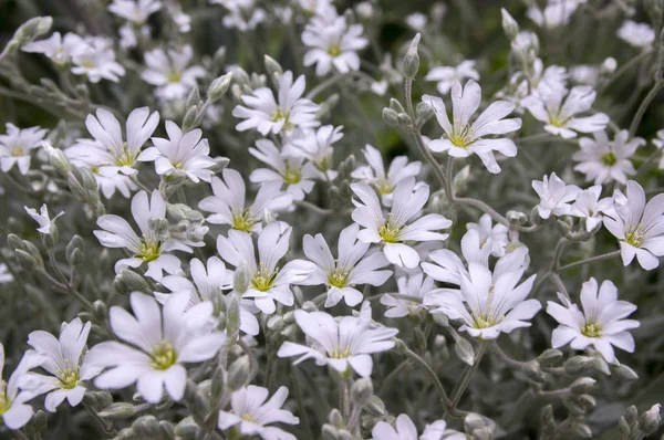 Schnee Sommer Cerastium Tomentosum Blüht Weißer Blütenhintergrund — Stockfoto